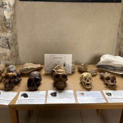 Musée de l'Homme de Néandertal La Chapelle aux Saints