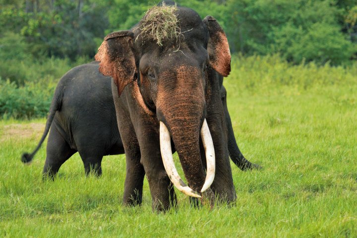 Elephant im Minneriya Nationalpark