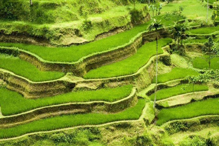 Bali Reisterrassen
