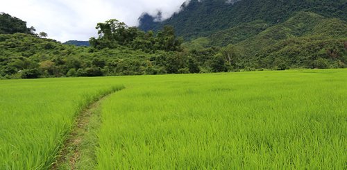 Reisfeld in Laos