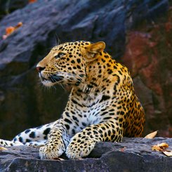 Leopard im Nationalpark hautnah - Höhepunkt einer Sri Lanka Reise