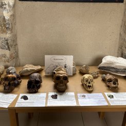 Musée de l'Homme de Néandertal La Chapelle aux Saints