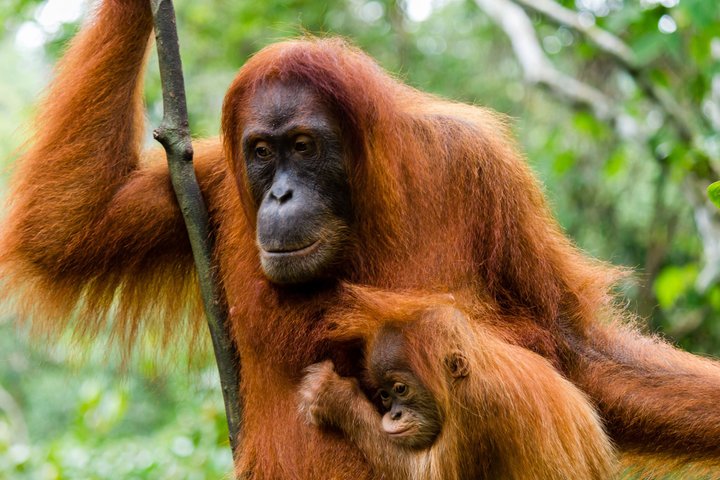 Indonesien Orang Utan 