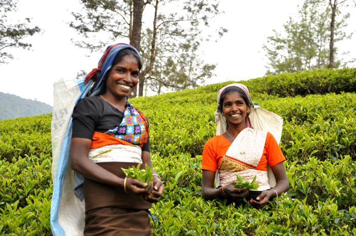 Teepflückerinnen Sri Lanka
