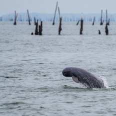 seltener Süßwasser Irrawaddy Delphin - im Süden von Laos und in Kambodscha bei Kratie
