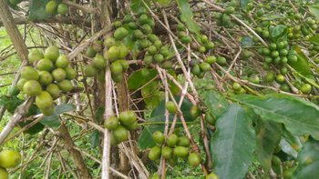 Kaffeeplantage Laos