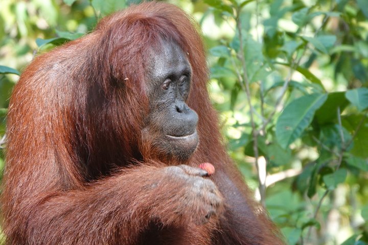 Orang Utan auf Borneo Kumai Nationalpark