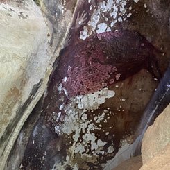 Sulawesi Hoehlenmalerei Darstellung eines Hirschebers und Haende in der Region Maros