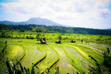 Bali Sidemen Reisterrassen Indonesien