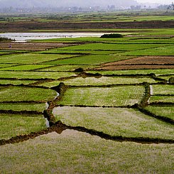 Reisfeld. Die Schönheit der Landschaft ist ein wichtiger Aspekt bei einer Vietnamreise.