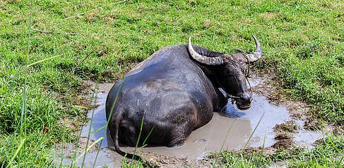 Wasserbüffel