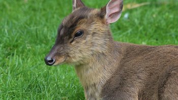 Muntjac leben in einigen Nationalparks von Laos