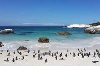 Pinguine Kapstadt