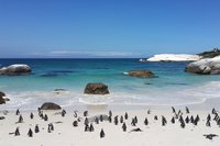 Pinguine Kapstadt Pinguine Kapstadt