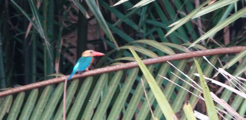 Kingfisher am Ufer Borneo Kumai Nationalpark
