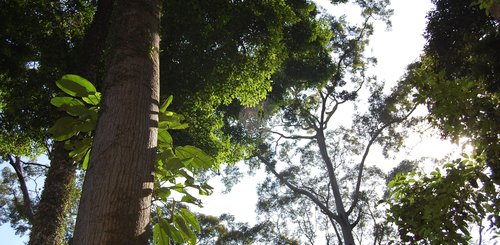Dschungel und Regenwald im Kutai Nationalpark im Osten von Borneo