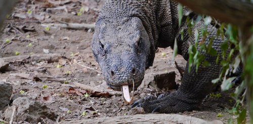 Komodo urwüchsige Echsen