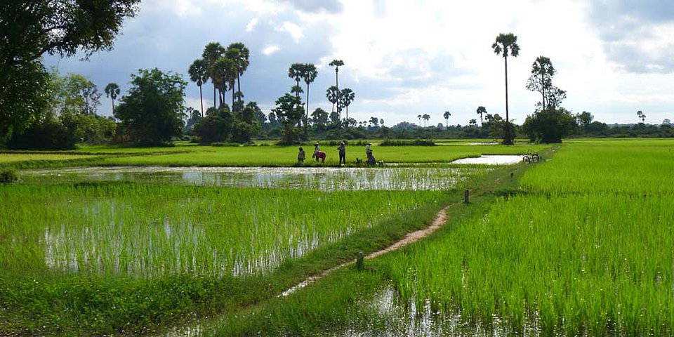 Kambodscha Siem Reap Reisfeld
