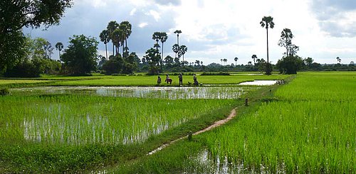 Kambodscha Siem Reap Reisfeld