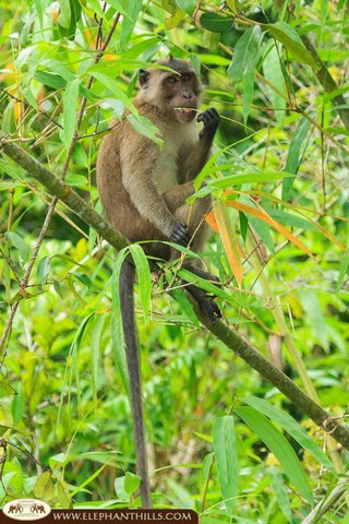 Wildtiere und Natur im Khao Sok Nationalpark Thailand