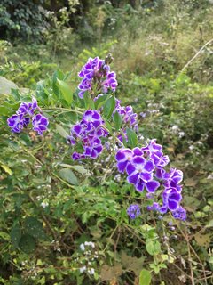 unzählige Blumen am Bolavenplateau Südlaos