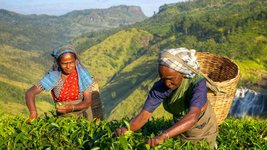 Teeernte auf Sri Lanka