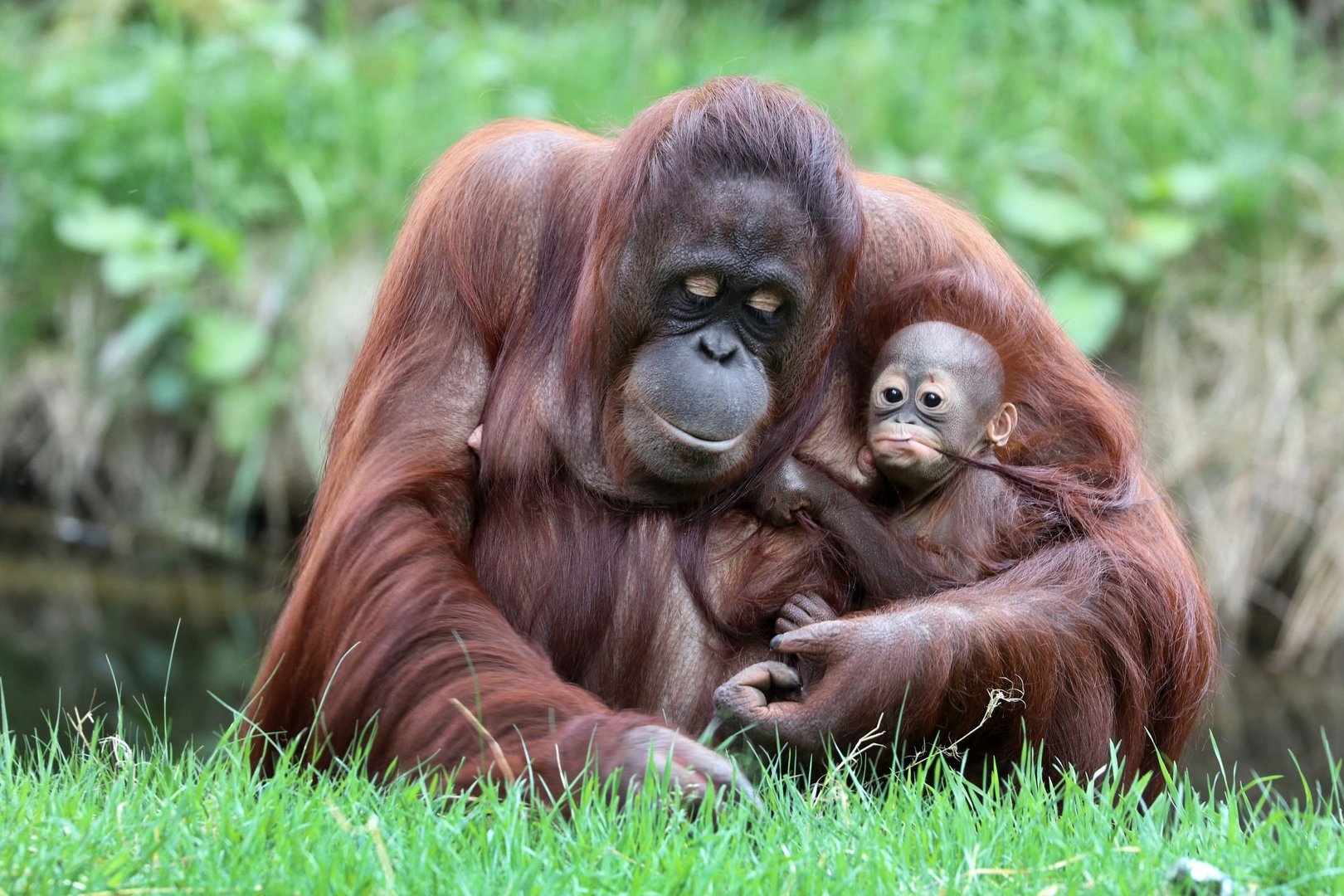 Orang Utan und Sonnenbär Regenwald in Borneo