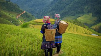 Reisbauern in Vietnam