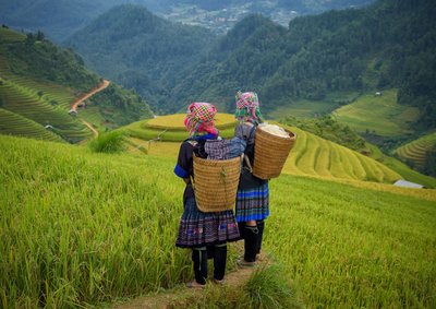 Reisbauern in Vietnam