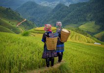 Reisbauern in Vietnam