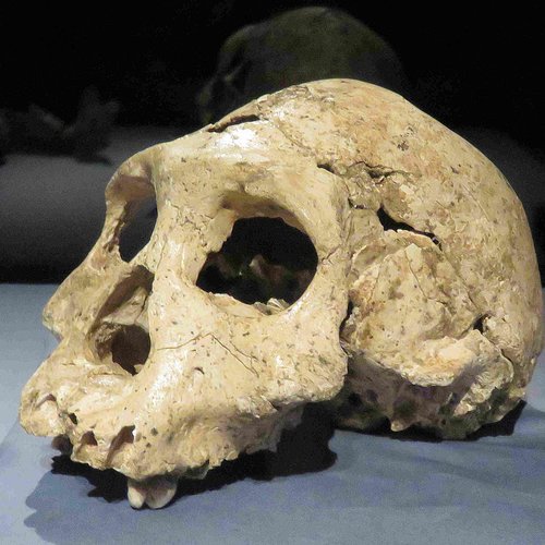 Dmanisi Cranium