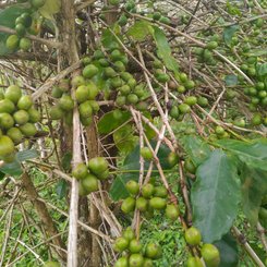 Kaffee Indonesien