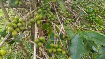 Kaffeeplantage Laos