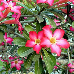 Frangipani