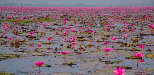 Seerosen am Kumphawapi See Thailand