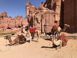 am Morgen noch ruhig, doch es werden im Laufe des Tages immer mehr Kamele, Esel und Menschen in Petra