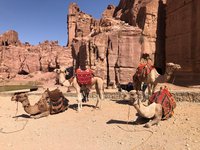 am Morgen noch ruhig, doch es werden im Laufe des Tages immer mehr Kamele, Esel und Menschen in Petra