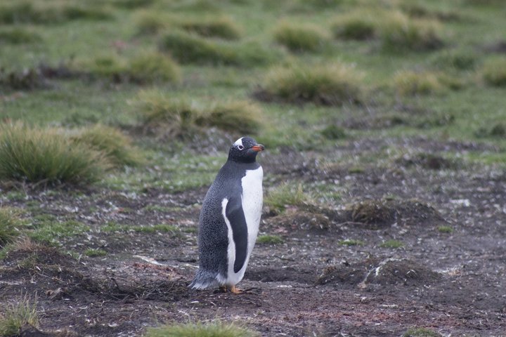 Pinguin auf den Falklandinseln