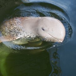 seltener Süßwasser Irrawaddy Delphin - im Süden von Laos und in Kambodscha bei Kratie