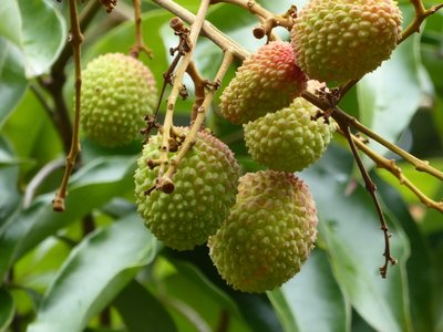 Lycheefrüchte am Baum