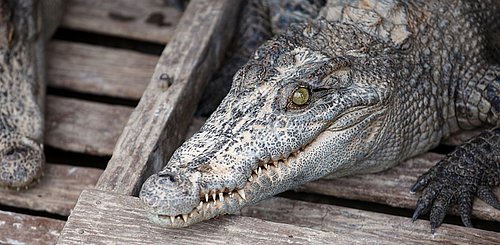 Krokodil Schwimmendes Dorf am Tonle Sap