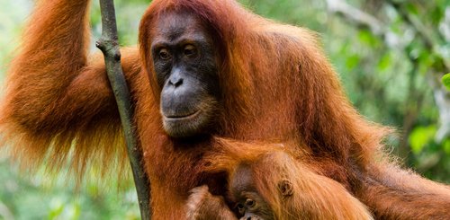 Indonesien Orang Utan in Borneo