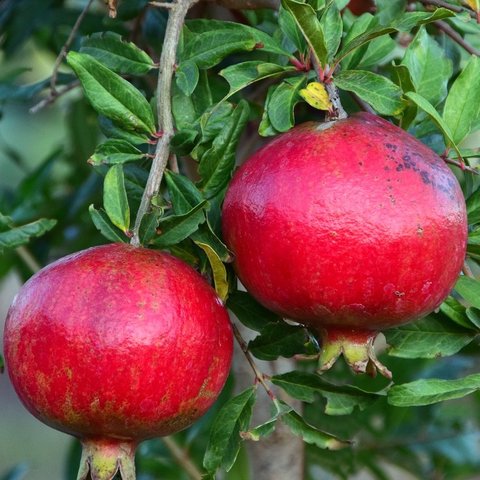 Granatapfelbaum bei der Privatreise Iran besuchen Sie Oasen mit zahlreiche Dattelpalmen oder Granatapfelbäumen