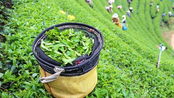 grüner Tee wächst in der Provinz Phonsaly