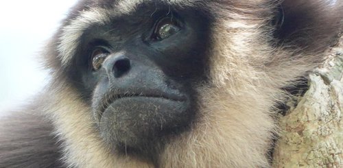 Gibbon im Kumai Nationalpark auf Borneo