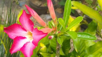 Die tropische Natur begeistert bei Asien Reisen. Regenwald, wilde Orchideen und Gewürzpflanzen ziehen Besucher in ihren Bann.