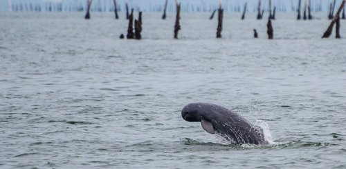 seltener Süßwasser Irrawaddy Delphin - im Süden von Laos und in Kambodscha bei Kratie