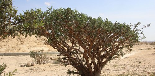 Land des Weihrauchs - Boswellia der Weihrauchstrauch | UNESCO Welterberegion Dhofar Oman