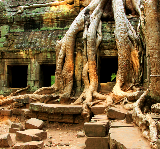 Tempel von Angkor Tempel von Angkor von Urwaldriesenüberwachsene Ruinen in Kambodscha