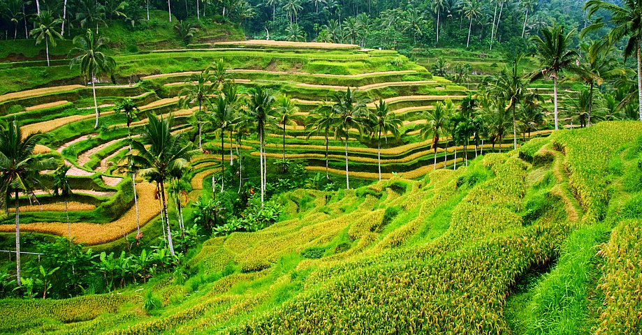 Klassisches Bali - ganz typisch sind die berühmten Reisterrassen, UNESCO Welterbe!
